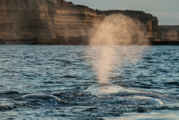 Sohutern right whale whale breathing, Peninsula Valdes, Patagonia,Argentina © foto4440