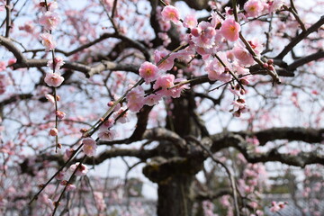 Cherry blossom sakura branch