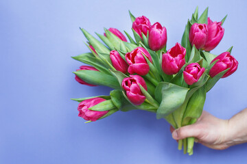 mans hand holding bouquet of fresh flowers tulips on blue background.