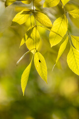 Yellow leaves on a blurred autumn background.
