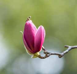 Beautiful magnolia flowers in Spring garden
