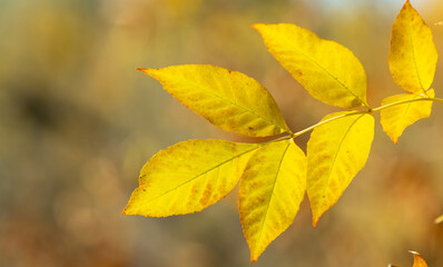 Autumn leaves on the sun. Fall blurred background.