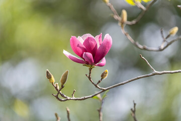 Beautiful magnolia flowers in Spring garden