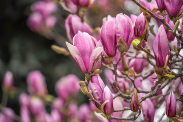 Beautiful magnolia flowers in Spring garden