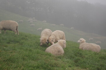 sheep