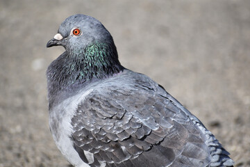 鳩