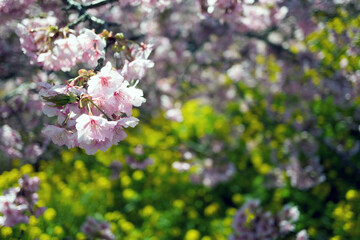 Kawazu cherry blossoms and rape blossoms in full bloom in Nishihirabatake Park