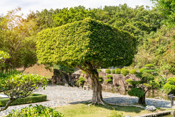 Fototapeta na wymiar Eucalyptus Bonsai tree in garden