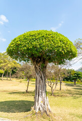 Eucalyptus Bonsai tree in garden