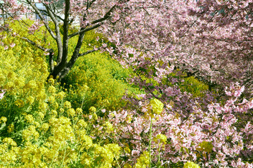 Fototapeta na wymiar Kawazu cherry blossoms and rape blossoms in full bloom in Nishihirabatake Park