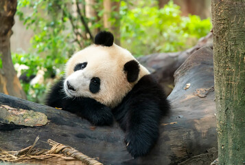Portrait of panda bear close up. Cute China animals. Close up view of the panda's head.