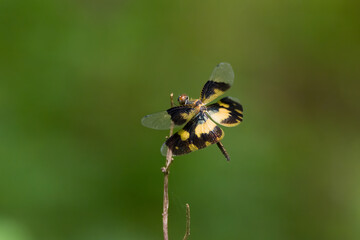 Common picture wing resting on a twig