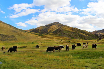 Yol Valley, Mongolia