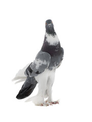 Fototapeta premium graceful pigeon ( English Pouter) isolated on white background
