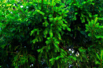 Spruce branches in the forest. Beautiful branch of spruce with needles. Christmas tree in nature. Green spruce. Spruce close up.