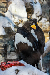 210312 Зоопарк Новосибирск Россия Zoo Novosibirsk Russia