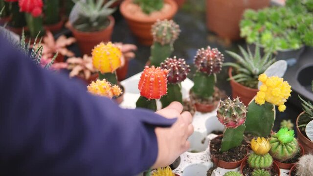 Mano de persona cogiendo un cactus casi en flor en una tienda