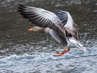 Greylag goose in flight