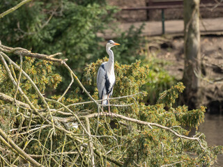 Grey Heron 