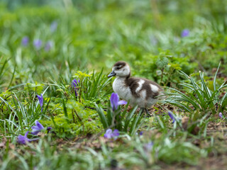 Egyptian Goose Gosling