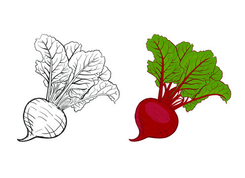 Beetroot vector illustration. beetroot in color and without color in the outline. Organic and healthy vegetables. Natural farm food. Fresh ingredient for a vegetarian dish.