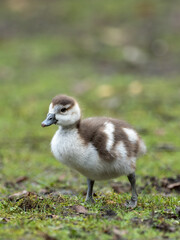 Egyptian Goose Gosling