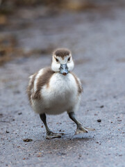 Obraz premium Egyptian Goose Gosling