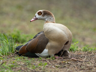 Female Egyptian Goose with a Gosling