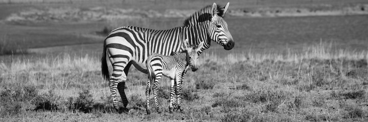 Hartmanns Berg Zebra Mutter mit Baby 6910 sw pano