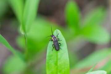Soldier Beetle on Leaf in Springtime