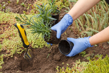 Gardener is planting cloves in a ground on a garden bed.