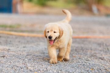 The golden retriever puppy survey new house.