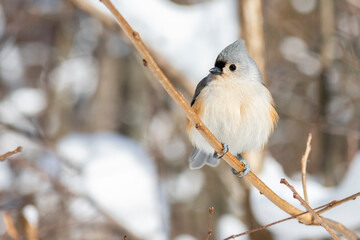 A tufted titmouse (Baeolophus bicolor) perched with a snowy background.