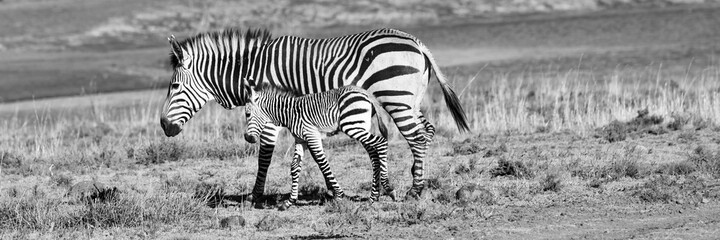 Fototapeta na wymiar Hartmanns Berg Zebra Mutter mit Baby 6935 sw pano