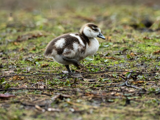 Egyptian Goose Gosling