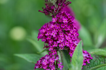 Butterfly Bush Flowers in Summer