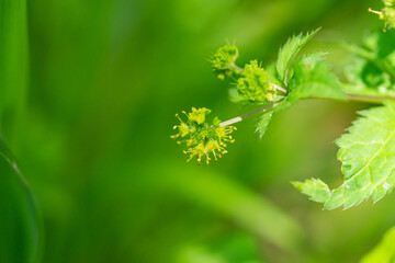 Fototapeta premium Clustered Black Snakeroot Flowers in Springtime