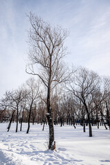 Fototapeta na wymiar Winter landscape, bare trees against the blue sky with the sun.