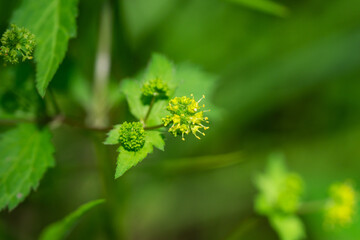 Clustered Black Snakeroot Flowers in Springtime
