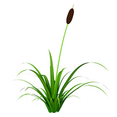 3D Rendering Reed Plant on White