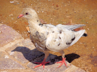 Little Seagull on a Stone Wall