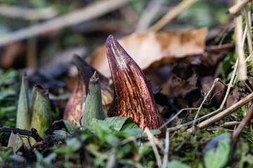 Eastern Skunk Cabbage Emerging in Winter