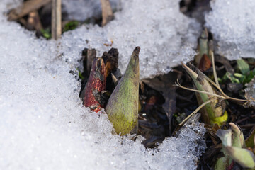 Eastern Skunk Cabbage Emerging Through Snow in Winter