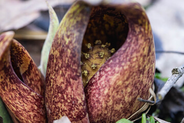 Eastern Skunk Cabbage Emerging in Winter