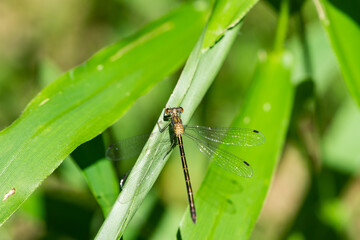 Emerald Spreadwing Damselfly in Springtime