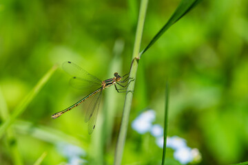 Emerald Spreadwing Damselfly in Springtime