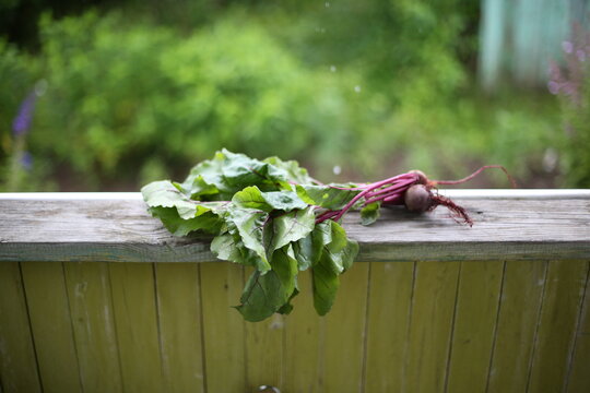 fresh ripe beet root on the terrace 
