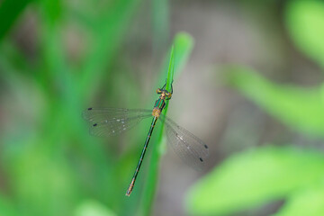 Emerald Spreadwing Damselfly in Springtime