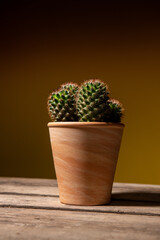 Kaktus  auf Holzplatte mit braun gelben Hintergrund