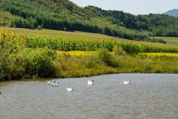 A pond in the countryside in autumn